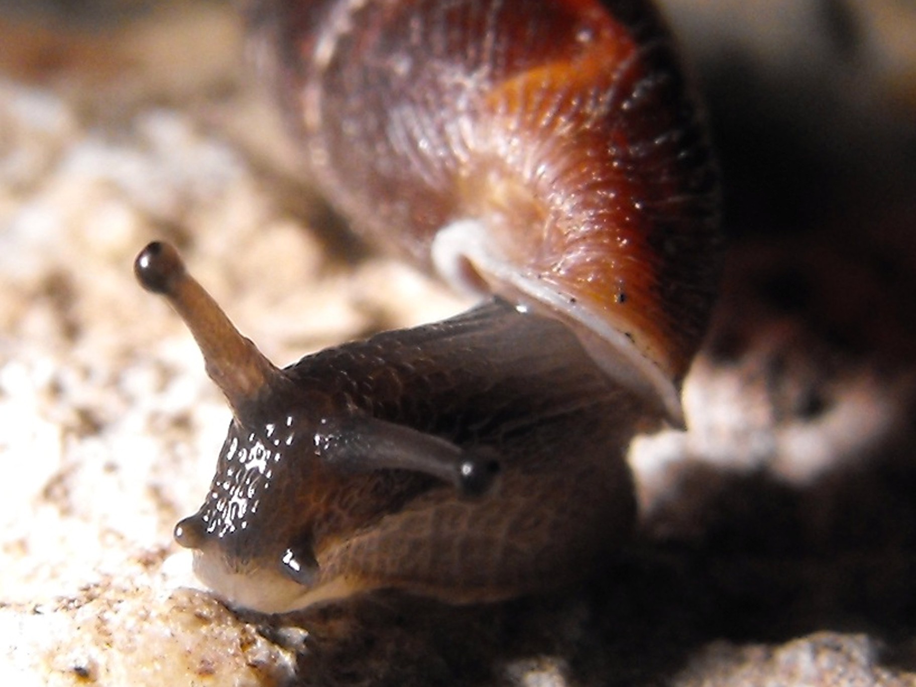 leccoensis o leucensis?